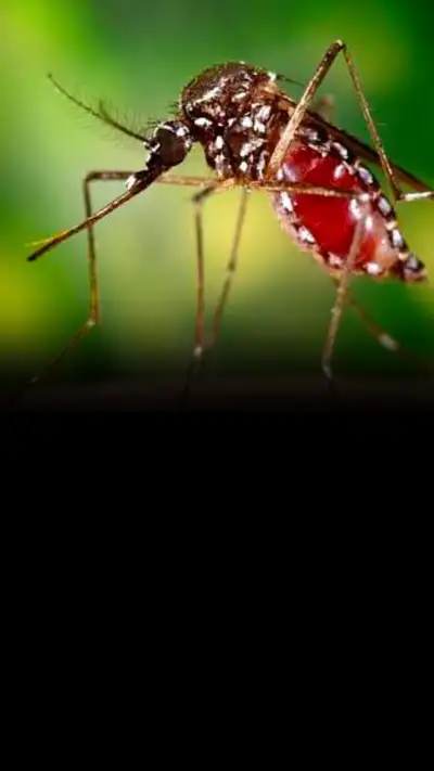 डेंगू के 7 शुरुआती लक्षण