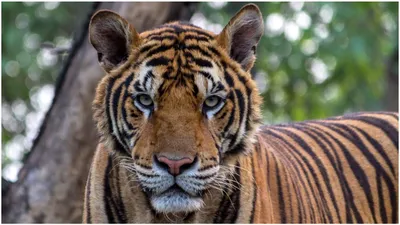 रेस्क्यू करने गई फॉरेस्ट टीम पर टाइगर का हमला  राजस्थान से हरियाणा तक मचाया आतंक