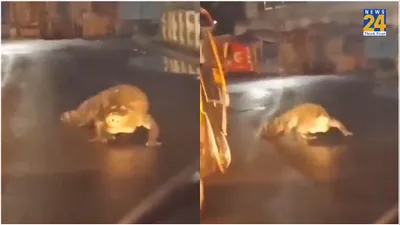 बार‍िश के बीच सड़क पर घूमने न‍िकला 8 फुट का मगरमच्‍छ  ज‍िसने देखा उसकी न‍िकली चीख  video