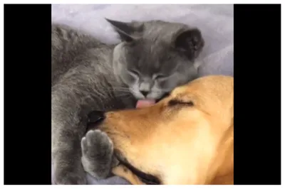 viral video   बीमार डॉगी से बिल्ली ने किया ऐसा दुलार  देखकर आपका दिल भी पसीज जाएगा 