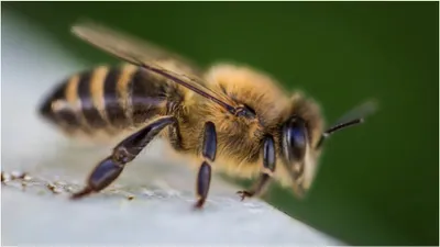 जितना मीठा शहद उतना ही खतरनाक डंक  मधुमक्खी का शिकार हुए शख्स के कई अंगों ने काम करना किया बंद