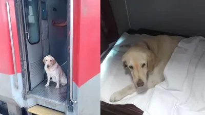 सेना से रिटायर हुआ कुत्ता तो first ac से पहुंचा घर  वायरल हो रही हैं तस्वीरें