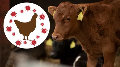 गायों में फैल रहा बर्ड फ्लू वायरस  वैज्ञानिकों ने जताई महामारी की चिंता