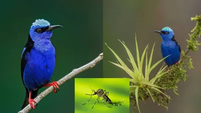 मच्छर काटने से विलुप्त हो रहा है ये खूबसूरत पक्षी  अब मच्छरों से ही मिलेगा जीवनदान