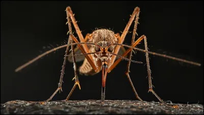 mutant mosquitoes   पहली बार मिले म्यूटेंट मच्छर  कर सकते हैं बुरी तरह बीमार  कीटनाशक भी बेअसर 