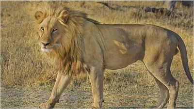 हथेली पर जान रख क्यों 3 पैरों वाले शेर और उसके भाई ने पार की नदी  चौंकाने वाली है वजह
