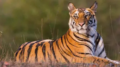 मध्य प्रदेश को मिला  टाइगर स्टेट  का खिताब  जानिए राज्य में कितनी है बाघों की संख्या