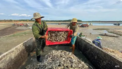 वियतनाम में भीषण गर्मी से सूख गई झीलें  मर गईं 200000 मछलियां  लोगों का जीना मुहाल