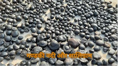 story of shaligram  भगवान को क्यों लेना पड़ा पत्थर का रूप  वेश्या के कारण गण्डकी नदी को बनाया घर 