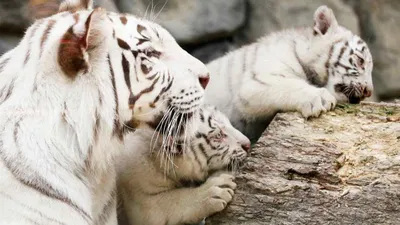 विदेश में हुआ भारत की शान white bengal tigers का जन्म  जानिए क्यों खास है ये अद्भुत जानवर