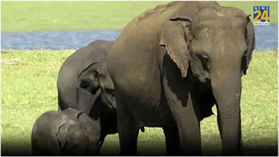 धार्मिक उत्सव के बीच अचानक बेकाबू हो गया हाथी  13 लोग घायल  वायरल हो रहा video