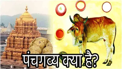 panchgavya  ‘पंचगव्य’ क्या है  जिससे हुई तिरुपति मंदिर के लड्डू और अन्नप्रसादम रसोई की शुद्धि