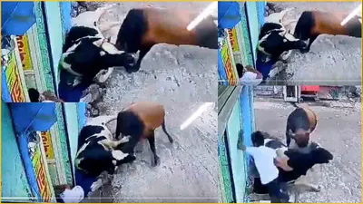गाय और सांड की लड़ाई में युवक को गिराया  पेट में मारी लात  और   देखिए आगे क्या हुआ 