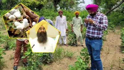कपास की फसलों की निगरानी के लिए टीमों का गठन  पंजाब कृषि मंत्री ने अधिकारियों को दिए सख्त निर्देश