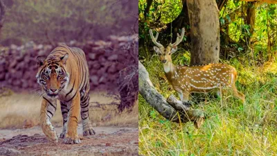 wildlife of rajasthan  जानवरों से है प्यार तो राजस्थान की इन 5 जगहों पर जरूर जाएं एक बार
