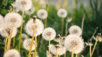 dandelion benefits  डायबिटीज से लेकर लिवर मरीजों के लिए फायदेमंद ये पौधा  जानें सेवन करने का तरीका