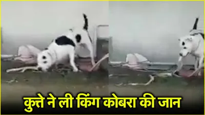 video  बच्चे की जान बचाने को किंग कोबरा से भिड़ा कुत्ता  8 10 सांपों की ले चुका है जान