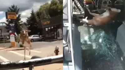 तेज रफ्तार बस से टकराया हिरण  डरावनी घटना कैमरे में कैद  वीडियो हो रहा वायरल