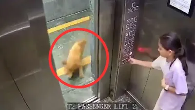 लिफ्ट में मासूम बच्ची को कुत्ते ने नोंच लिया  cctv वीडियो हो रहा वायरल