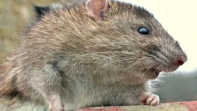  दिल्ली के कातिल चूहे    सो रहे शख्स को कुतर कुतर कर मार डाला