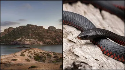 कैसे 4000 सबसे जहरीले सांपों का घर बन गया snake island  इंसानों को नहीं है यहां जाने की अनुमति