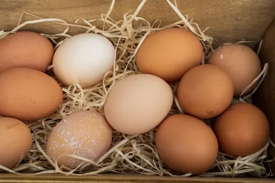  पहले अंडा आया या मुर्गी    बस इतनी सी बात पर दोस्‍त को 15 बार चाकू से गोदा