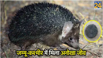 जम्मू कश्मीर में मिला भारत का पहला अनोखा जीव  चूहे जैसी है कद काठी  बदन पर हैं कांटे ही कांटे
