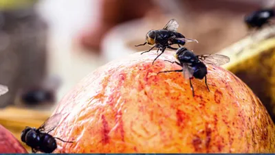 मक्खियों को खाने पर क्यों नहीं बैठने देना चाहिए  आंखें खोल देगा ये वीडियो