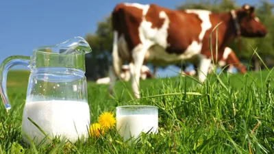 गाय के दूध में मिला जानलेवा वायरस  who ने दी चेतावनी