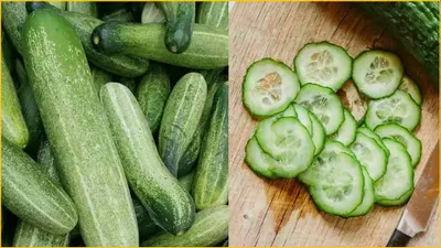 cucumber benefits  हाइड्रेशन के अलावा भी खीरा खाने से सेहत को होता है कोई फायदा  जानें क्या कहते हैं एक्सपर्ट