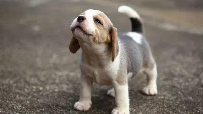 puppy को पालना  बिगाड़  रहा लोगों की सेहत  स्टडी में आए चौंकाने वाले फैक्ट्स