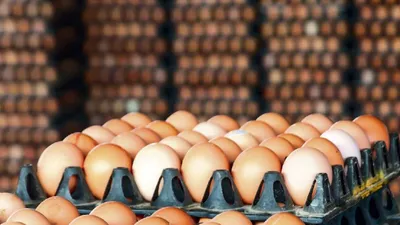अंडों की कीमत में अचानक क्यों हुई बढ़ोतरी  जानिए वजह
