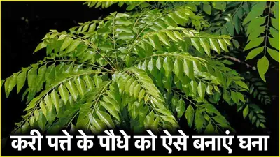 curry plant  करी पत्ते के पौधे को बनाना चाहते हैं घना  अपनाएं ये गार्डनिंग टिप्स