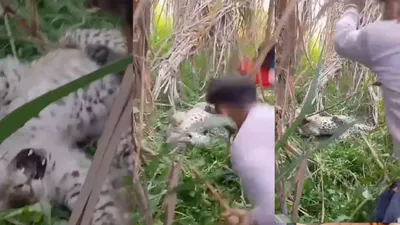 तेंदुए को देखते ही इंसान बना  जानवर   पीट पीट कर कर दिया अधमरा  देखिए वीडियो