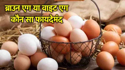 white vs brown eggs में क्या अंतर  भूरे महंगे क्यों  प्रोटीन किसमें ज्यादा  रोज कितने खाएं 