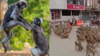 ओह तेरी  बंदर हैं या गैंगस्टर  सड़कों पर मचा रहे उत्पात  रोकने में पुलिस के छूट गए पसीने