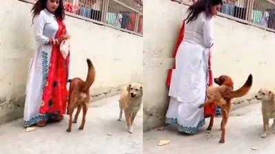 कुत्ते की एक हरकत से शर्म से पानी पानी हुई महिला  अपने अंदाज में प्यार जताना पड़ा भारी