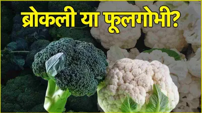 broccoli और फूलगोभी की कैलोरी में कितना अंतर  कौन सी सब्जी किसके लिए फायदेमंद 