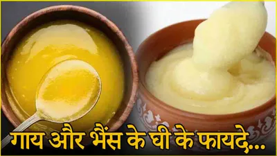 ghee benefits  गाय या भैस का घी  कौन सा आपकी सेहत के लिए फायदेमंद