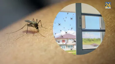 गर्मियों में मच्छरों से छुटकारा दिलवाएंगे ये 7 घरेलू नुस्खे  आज ही करें ट्राई
