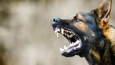 नोएडा में दरिंदगी की हद पार  कुत्ते को सातवीं मंजिल से फेंका  मौके पर हुई मौत
