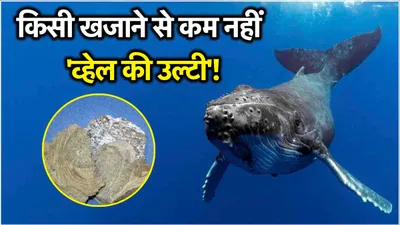 whale vomit  परफ्यूम से लेकर दवाइयां बनाने में इस्तेमाल होती है व्हेल की उल्टी  कीमत जान हो जाएंगे हैरान