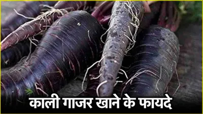 black carrots benefits  लाल या काली गाजर‌  दोनों में से कौन सी बेहतर  शरीर से दूर रखतीं हैं कई गंभीर बीमारियां रखतीं