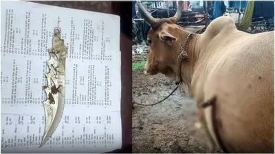 हे भगवान  गर्भवती गाय के पेट में चाकू घोंपा  छत्तीसगढ़ के भिलाई की घटना cctv में कैद  आरोपी भी दिखे