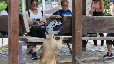 क्या है b virus  हांगकांग में सामने आया पहला केस  बंदर से है कनेक्शन