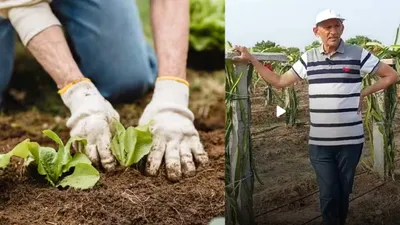 गुजरात के इस रिटायर अफसर ने 3 साल पहले शुरू की गाय आधारित खेती  अब सालाना करते हैं लाखों की कमाई