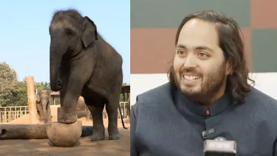 खुद नहीं खाई लेकिन अनंत अंबानी ने न्यूज एंकर को खिलाई  हाथी वाली खिचड़ी   वनतारा की दिलचस्प कहानी