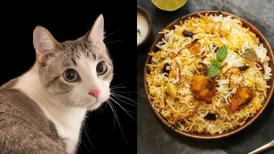 कहीं आप भी तो नहीं खा रहे  बिल्ली बिरयानी   वायरल हो रहा है चौंकाने वाला वीडियो