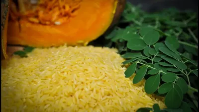 golden rice  क्या होता है सोने का चावल  इस देश ने लगाया प्रतिबंध  वजह जान रह जाएंगे हैरान