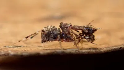 वैज्ञानिकों ने खोजी  हत्यारी  मकड़ी की नई प्रजाति  पैरों से दबोचती हैं शिकार  नाम भी अजीब
